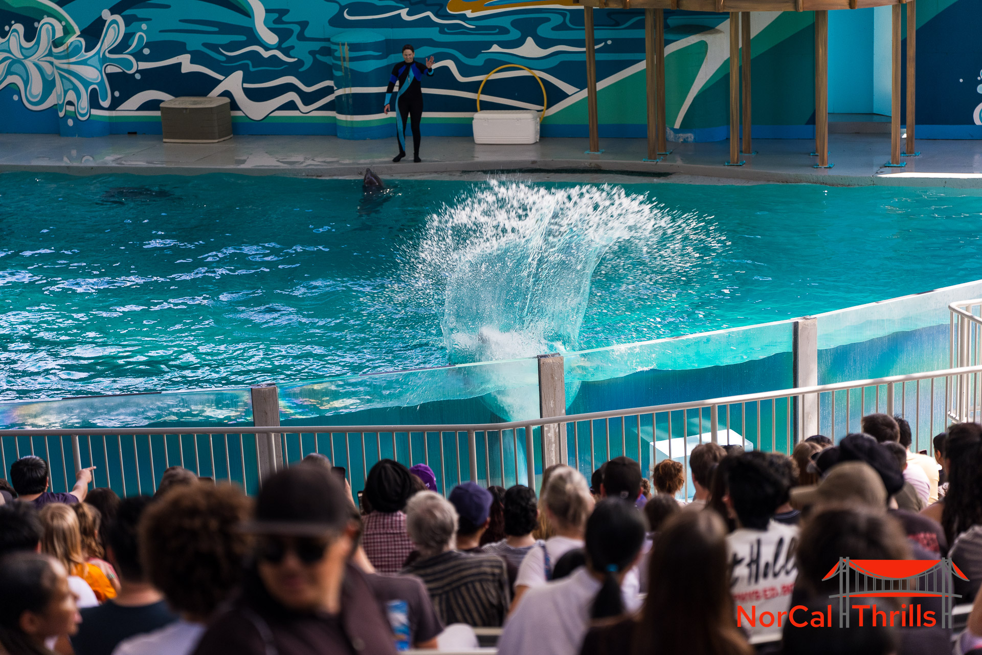 New "So Flippin Fun" Show