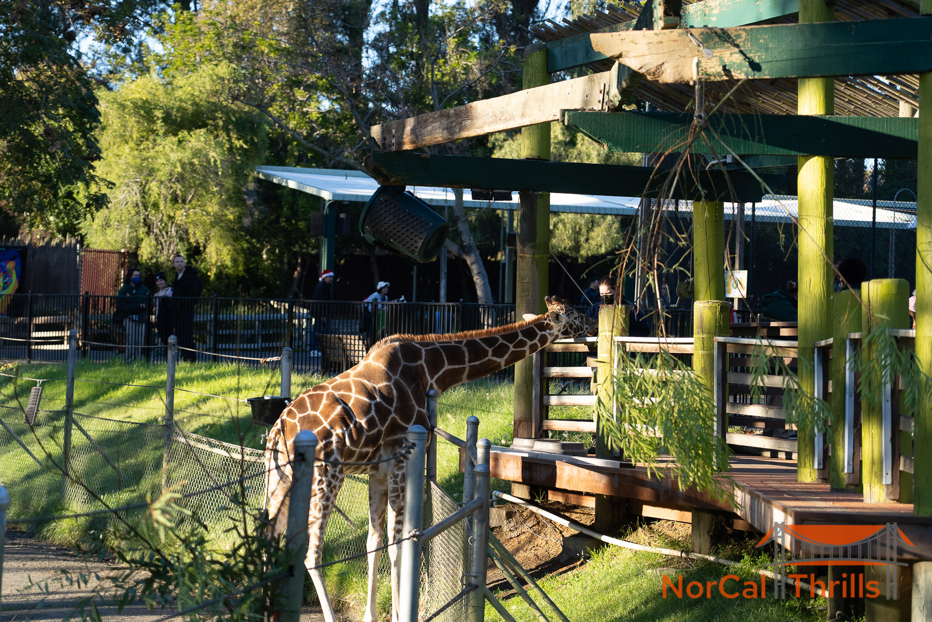 Animals and Rides