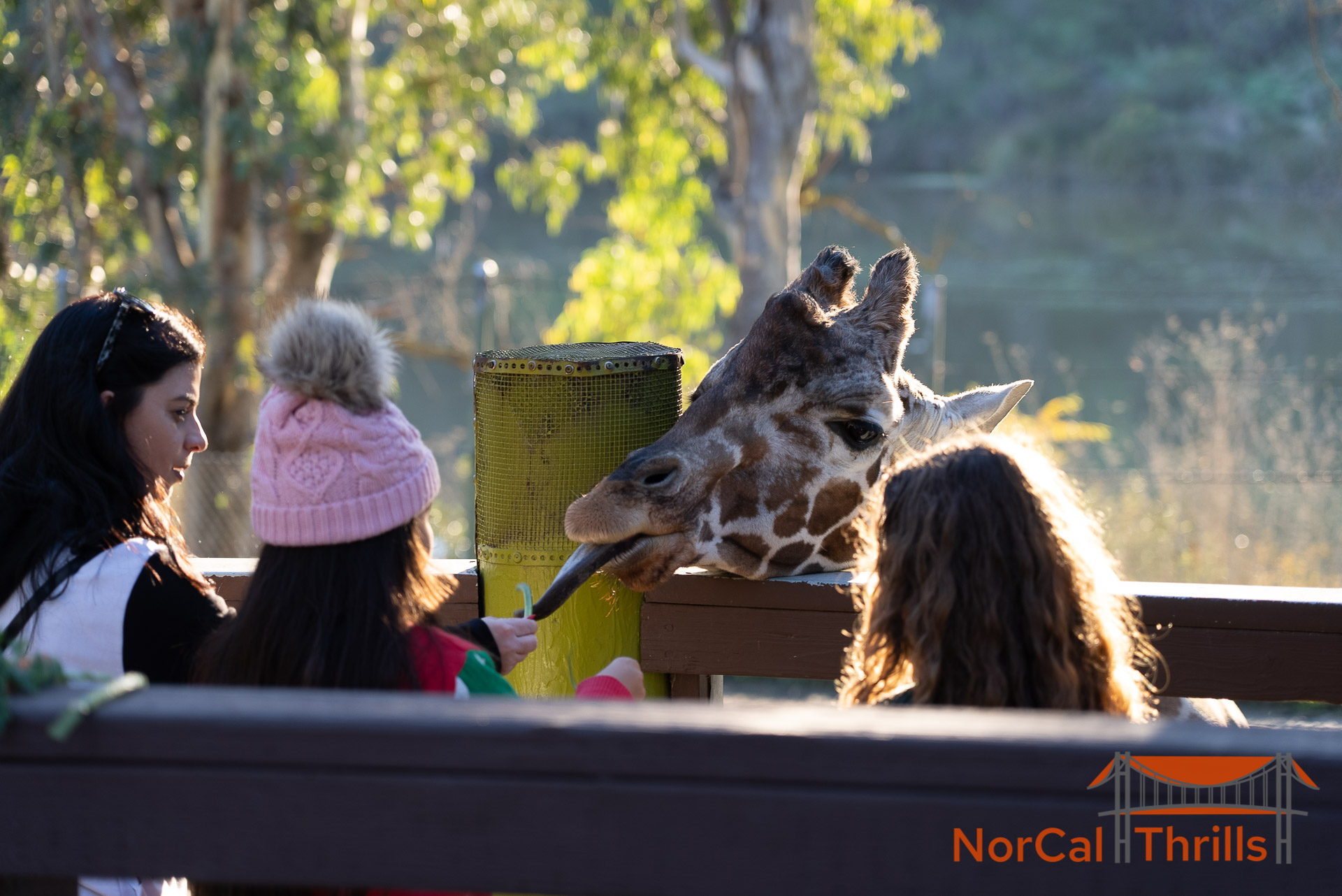 Animals and Rides